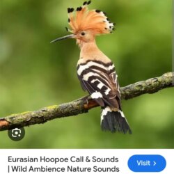 Rasheed Oyebanji avatar